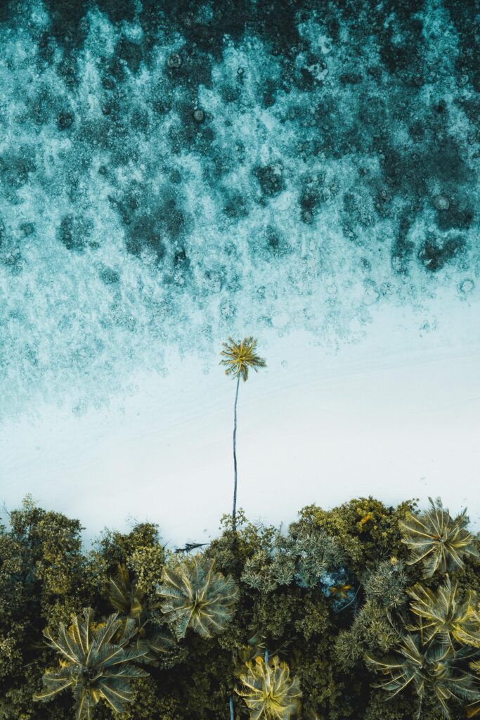 Palm tree from the top